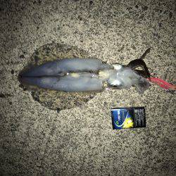 湾内でカンパチアオリイカが釣れています。